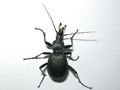 Cychrus caraboides